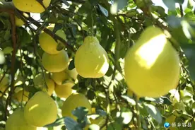 柚中之王：容县沙田柚图片
