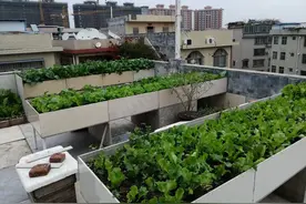 用瓷砖和结构胶做成的楼顶菜园子既美观整洁又实用图片