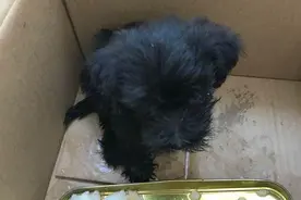 女孩临走把小黑狗送给了我，她确信我不会让小家伙受委屈图片