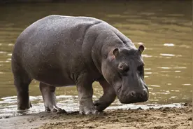 喜欢水的河马，不惧狮子和尼罗鳄，却怕草原象？看草原象怎么对它图片