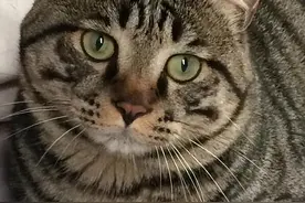 遗弃率攀升的“狸花猫”，被丢弃是有原因的图片