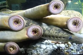 有剧毒！这些鱼吃起来千万要注意！图片