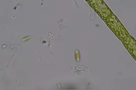 你家鱼缸过滤棉，恐怕还有救。图片