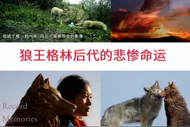 狼王格林后代的悲惨命运 四只小狼生死 重返狼群2大结局 母子再相见图片