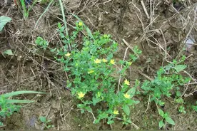 小小一野草，人称“七寸金”，以前帮助过很多人，如今越来越少了图片