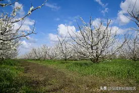 李子树食心虫的全年防治最佳时间表图片