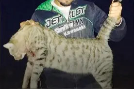 澳大利亚将对猫实施宵禁，家猫出门或被处决？澳洲猫做错了什么？图片