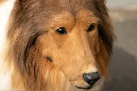 日本男砸200万"变成狗"，还出门想跟狗交朋友，狗：根本不敢靠近图片