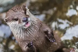 调皮的小水獭图片