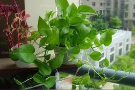 新手养绿萝，教你几个浇水小妙招，叶比巴掌大，新芽一茬接一茬图片