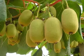 网上买果树苗，为啥这么多假的？“先有宿迁，后有山东”！图片