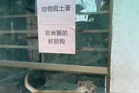 非洲狮的“好朋狗”？一动物园用狗和羊代替狮子和梅花鹿？最新回应图片