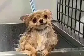 笑死！犟种柴犬顶着8级狂风追被子，还被饭碗咣咣砸头哈哈哈哈图片