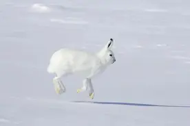 兔年到了，你也该重新认识下兔子了图片