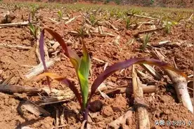 玉米出现“红紫苗”是咋回事？怎么预防，症状出现后该如何补救？图片