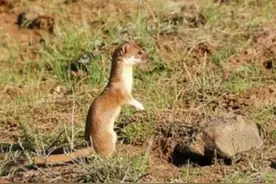 为什么不能打黄鼠狼，会有不好的事情发生图片