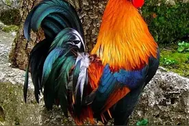 分享图片，威武漂亮的大公鸡。图片