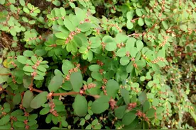 田里一种“地毯草”看到别拔，这是天然“皮肤胶水”，它止血很快图片