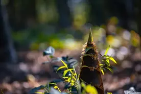 美味佳肴·春笋及三个禁忌图片