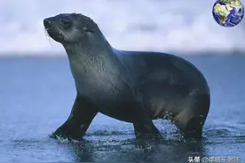 号称全球交配能力最强，连续战斗70天不休息，海狗为何这么厉害？图片