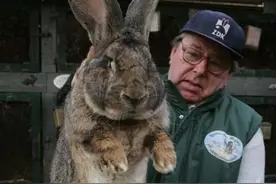 澳大利亚野兔泛滥，政府斗争150年完败，没人吃？本地人：吃不了图片