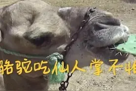 为什么骆驼吃带刺的不怕扎嘴图片