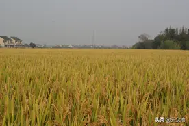 粮食十八连丰，粮价低迷，为何还要进口1.5亿多吨粮食？图片