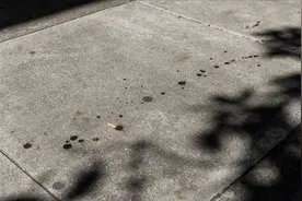 旧金山街头现凶杀案，硅谷巨头纷纷跑路，科技之城沦为犯罪之都？图片