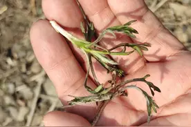 今天又去挖婆婆丁图片