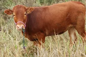 牛血痢临床诊疗措施！图片
