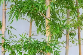 黄庭坚一首写给好友的七言古诗，沉郁顿挫，隽永有味，值得一读图片