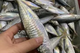 离了大谱了，这种海鱼养殖的比野生的还贵图片