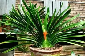 君子兰夏季有3种“黄叶”，发现赶紧救治，晚了就只剩空盆图片