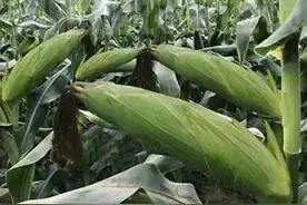 适合11省种植，抗倒抗病，大穗高产，国审玉米新品种强硕68简介图片