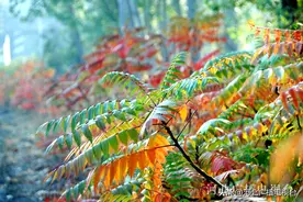 美丽河北 | 河北吴桥：“火炬”燃起，温暖乡野图片