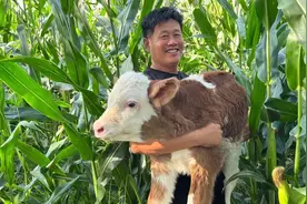 乡村兽医的30年：当不起眼的父亲，成了村里的“神仙”图片