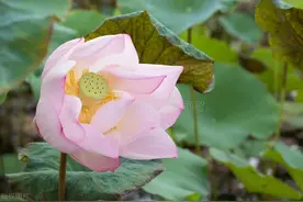 今日养生方 | 一“莲”多用！清热排湿还开胃，轻松度过三伏天图片