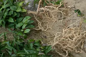 农村有1种“巴戟天”，名称威武霸气，殊不知是珍贵野草，价值高图片