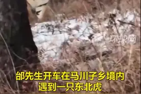 5米外就是野生东北虎“你瞅啥？”“我就拍个视频”图片