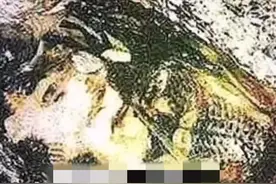 台湾都市传说之《人面鱼》图片