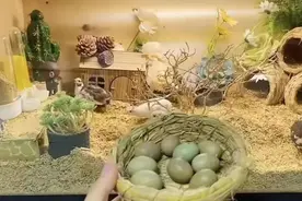 芦丁鸡，能否实现蛋自由，值得饲养吗？兽医老王劝你别养图片