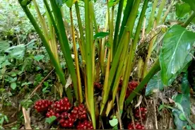 一味健脾祛湿，散寒暖胃，除痰截疟的中药：上温脾胃，下截瘴疟图片