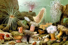 蚯蚓擅长一分为二？我海葵可以一分为百图片