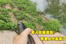 值钱？四川钓友在“臭水河”钓到罕见雷龙鱼，钓友：带回去吃了图片
