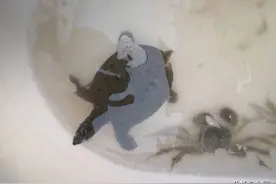 1斤的甲鱼，花费200元，看看是野生的吗图片