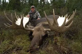 4头到150000头，纽芬兰岛驼鹿泛滥，猎人合法猎杀，为啥杀不完？图片