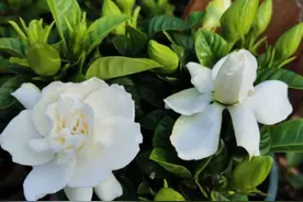 立秋养栀子花，牢记“5不能”，枝条不再长，冒出满头花苞图片