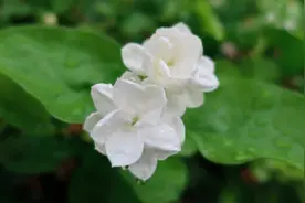 茉莉花又香又美，却不适合“在家”养，不是迷信，是为了“健康”图片