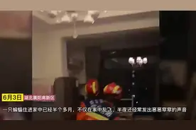 湖北襄阳：蝙蝠骚扰居民半个月，消防化身福尔摩斯查出原因！图片