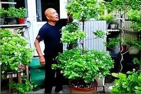 大爷把“枝条”娇软的茉莉花，养成了2米高的“老桩盆景”，优秀图片